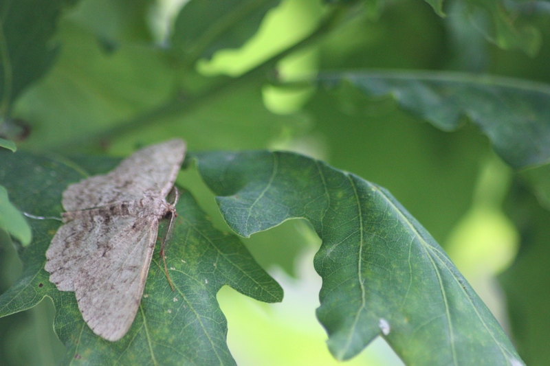 Geometridae da ID1